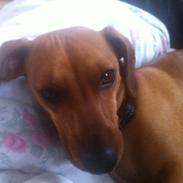 Blanding af racer Chili