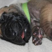 Grand danois Maxidan's Sound of Music