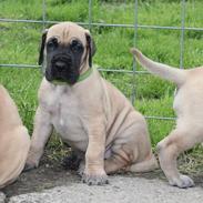 Grand danois Maxidan's Sound of Music