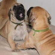 Grand danois Maxidan's Sound of Music