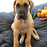 Grand danois Maxidan's Sound of Music