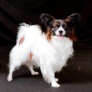 Papillon Spolum's Enjoy Romeo