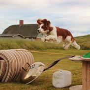 Welsh springer spaniel Siffe