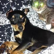 Blanding af racer Shady