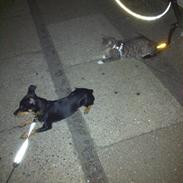 Blanding af racer Shady