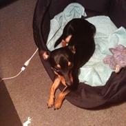 Blanding af racer Shady