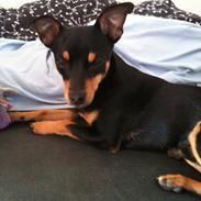 Blanding af racer Shady