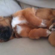 Tibetansk spaniel Askim's La-Go Ninett