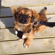 Tibetansk spaniel Askim's La-Go Ninett