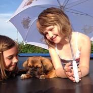 Tibetansk spaniel Askim's La-Go Ninett