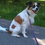 Blanding af racer Casie