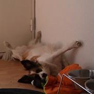 Blanding af racer Casie