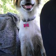 Blanding af racer Casie