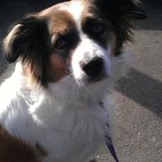 Blanding af racer Casie