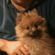 Pomeranian Max