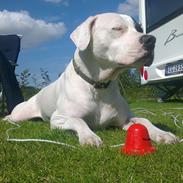 Dogo argentino Tayson