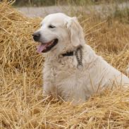 Golden retriever Balou