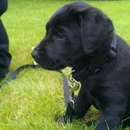 Labrador retriever Mille