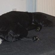 Labrador retriever Mille