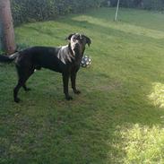 Blanding af racer Aslan