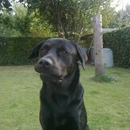 Blanding af racer Aslan