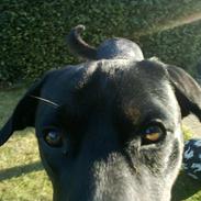 Blanding af racer Aslan