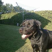 Blanding af racer Aslan