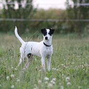 Dansk svensk gaardhund Sigurt