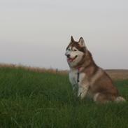 Siberian husky Laila (himmelhund)