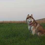 Siberian husky Laila (himmelhund)