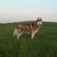 Siberian husky Laila (himmelhund)