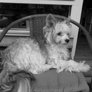 Chinese crested powder puff Giszmo