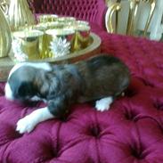 Chinese crested powder puff Giszmo