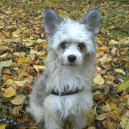 Chinese crested powder puff Giszmo