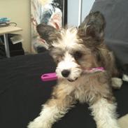 Chinese crested powder puff Giszmo