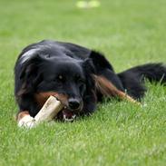 Australian shepherd Mikey