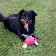 Australian shepherd Mikey
