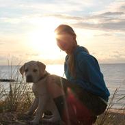 Labrador retriever Abel