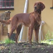 Irsk setter Molly