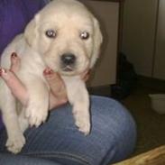 Labrador retriever Tikki