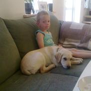 Labrador retriever Tikki