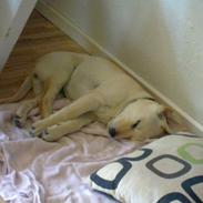 Labrador retriever Tikki