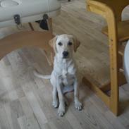 Labrador retriever Tikki