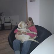 Labrador retriever Tikki