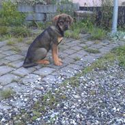 Blanding af racer Chili