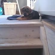 Blanding af racer Chili