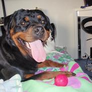 Rottweiler Udessa