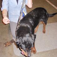 Rottweiler Udessa