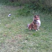 Shetland sheepdog Peanut