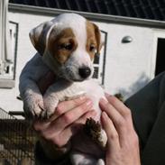 Jack russell terrier Tim's Malthe